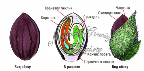 Размер корня конопли Размер корня конопли тор браузер бесплатно на компьютер hyrda