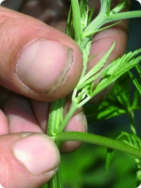 Мужские  предцветия  (маленький  узелок над четвертым междоузлием) развиваются на  растениях  после  примерно  4  недель вегетативного роста