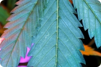 Бахромчатокрылые  оставляют  после  себя светлые соскобленные участки на поверхности листьев