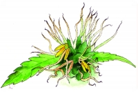 Растение-гермафродит  имеет  как  женские, так и мужские цветки