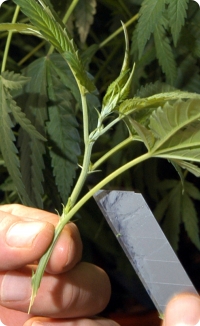 Как только конец веточки отрезан, нижние листья  удаляют  до  посадки  клона,  точной копии материнского растения