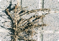 Корневые  нематоды  становятся  причиной роста  шишки  на  корнях,  в  результате  чего рост растения останавливается