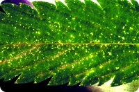 Личинки  клещиков  вызывают  появление маленьких точек на поверхности листьев