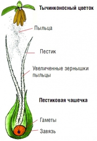 Зернышки мужской пыльцы соскальзывают по  женским  пестикам  для  оплодотворения завязи,  которая  находится  под  семенным прицветником
