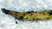 Корневые личинки можно обнаружить в грязной почве. Они обгрызают волоски корней и прогрызают отверстия в крупных корнях