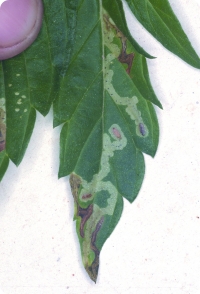 Личинки  минирующей  мухи  вгрызаются  в  лист.  Эти  паразиты  чаще  распространены в аутдоре