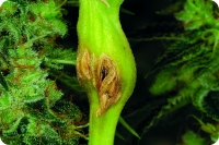Стрессовые  растения,  растения  с  ранками на  стебле  будут  расти  медленнее  на вегетативной  стадии  и  станут  приманкой для паразитов и болезней