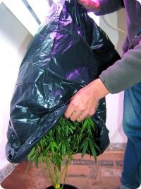 Перед  срезкой  или  перемещением  цветущего мужского растения накройте его пластиковым пакетом, чтобы избежать рассеивания пыльцы