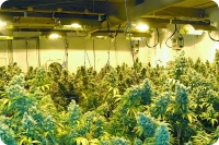Огромные растения марихуаны, украшающие этот сад, находятся в неделе от Харвеста