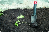 Удалите нижние листья на тонком сеянце и высадите его глубоко в среду выращивания