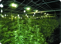 Система  автоматического  регулирования  освещения  в  теплице  Замка  марихуаны  в Нидерландах,  затемняет  сады  для  стимулирования цветения. Покрытие  также  служит изоляционным материалом в теплице во время коротких зимних дней
