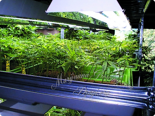 Флуоресцентные лампы ЛДС и ЭСЛ: другие лампы / Библия гровера (Краткое ...