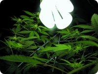 Компактные  флуоресцентные  лампы  выде- ляют много света нужного спектра для роста и цветения