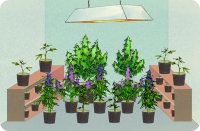 Размещайте  маленькие  растения  на  полки  по  периметру  оранжереи.  Помните,  что растения растут там, где есть свет!