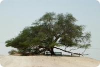 самое загадочное дерево 400 лет без воды