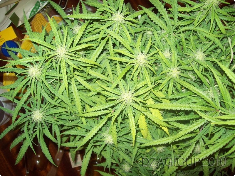 марихуана гидропоник способ выращивания